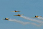 CHAA Harvards