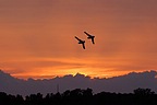 Black Diamond Jet Team MiG-17 pair at sunset