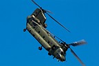 Chinook