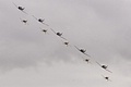 Five CT-4E Airtrainers and five AT-6 Harvards